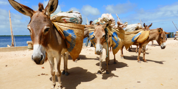 Donkeys working in Kenya