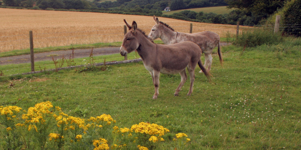 Donkeys in field with ragwort growing