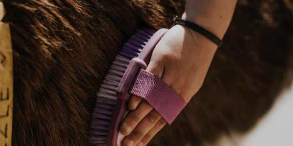 Donkey grooming brush