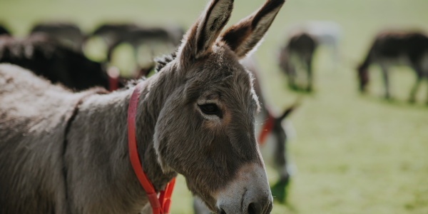 Alert donkey with ears forward