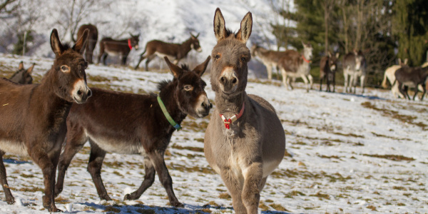 Donkeys in the snow, Il Rifugio degli Asinelli, Italy