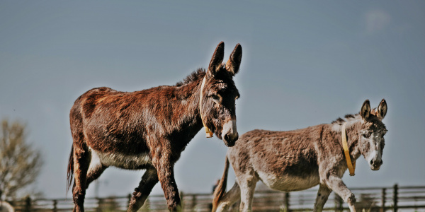 Donkeys at The Donkey Sanctuary