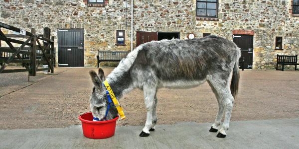 Feeding donkeys