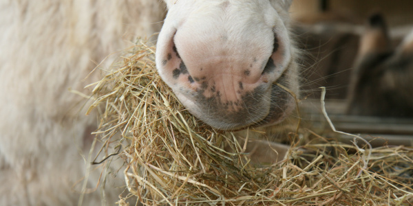 Feeding elderly donkeys