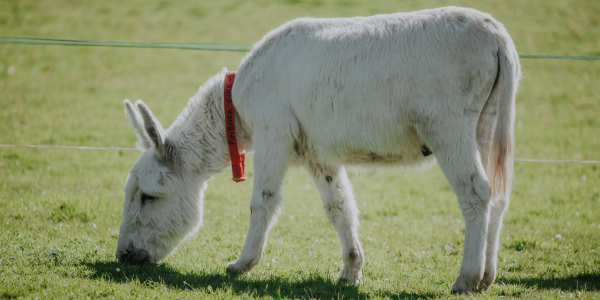 Donkey grazing in field