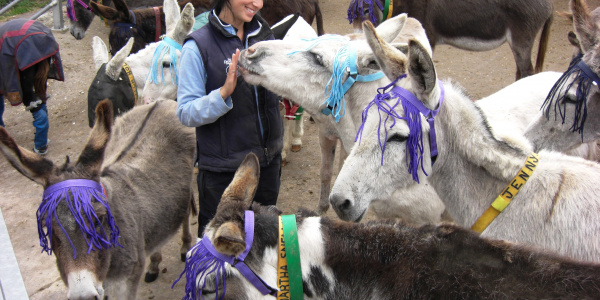 Donkeys wearing fly fringes