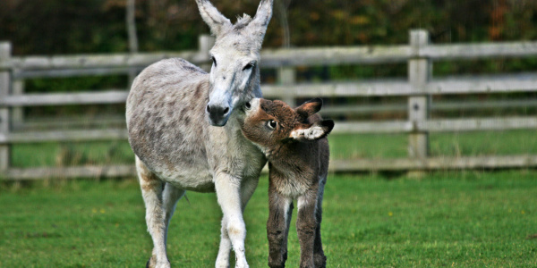 Caring for mares and foals