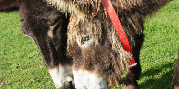 Percy poitou donkey