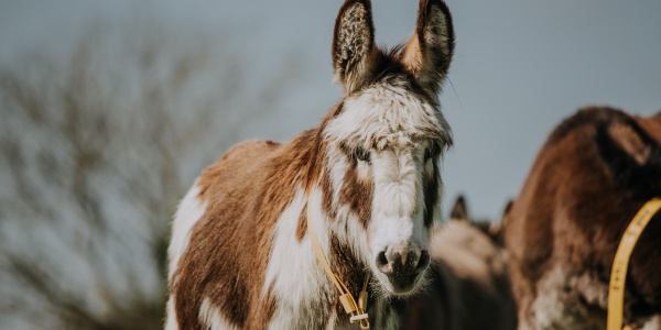 Donkey in a field