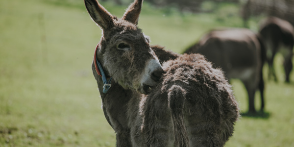 Donkey scratching