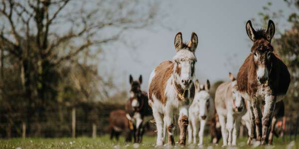 Donkeys turned out into field