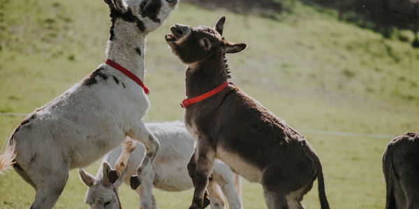 Donkeys playful rearing