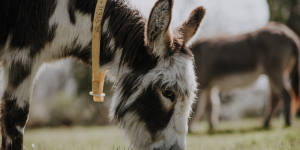 Drizzle grazing in a paddock