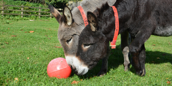 Donkey enrichment - playing with a ball