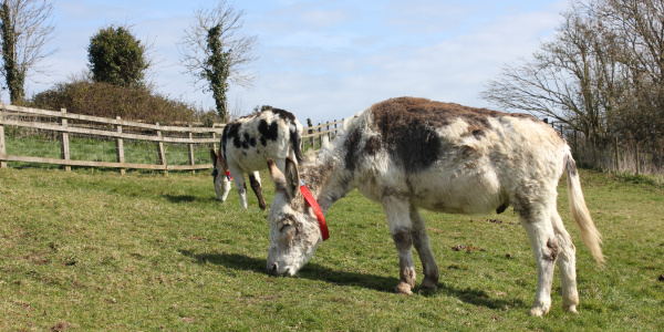 Pair of skewbald donkeys grazing