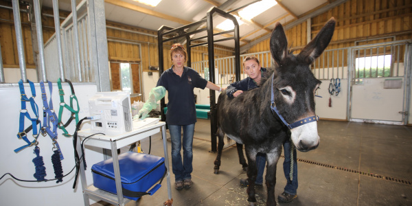 Georgie getting a check-up at hospital