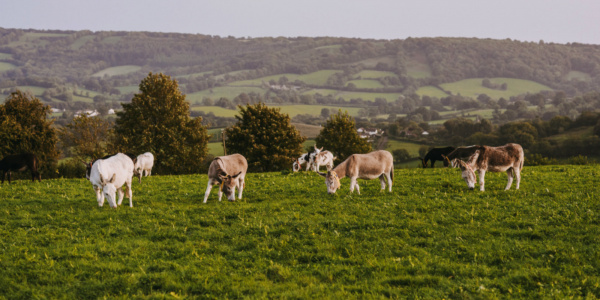 Donkeys at Brookfield