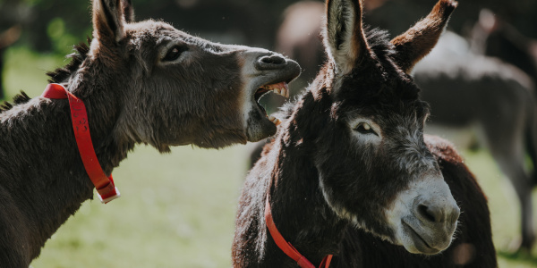 Donkeys playing in the field