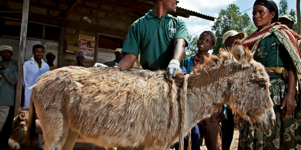 Disco gets treatment in Ethiopia