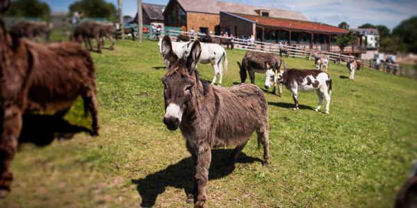 Group visit meets donkeys at Slade House Farm