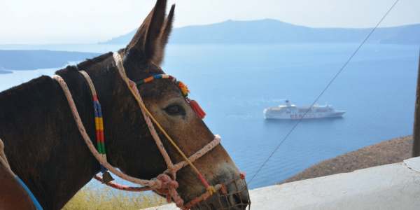 Mule on Santorini steps