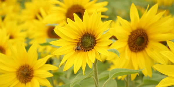 Bumble bee on sunflower