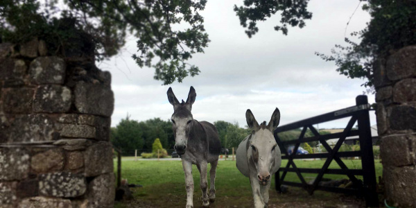 Donkeys walking through gateway in Ivybridge