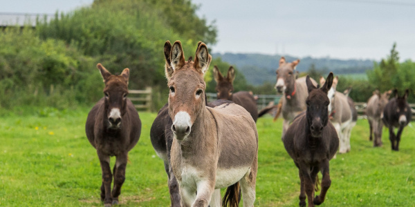 Herd of donkeys in a field