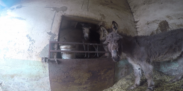 Timmy and Tommy standing in a stable before being rescued