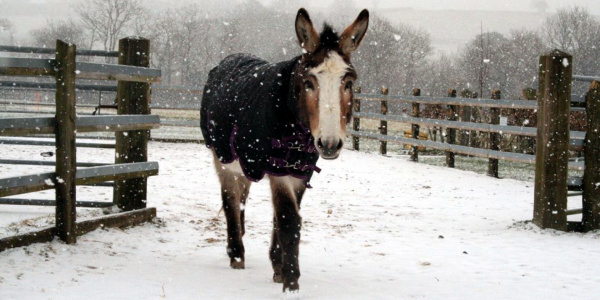 Bart wearing winter coat in the snow