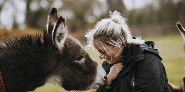 Donkey and groom