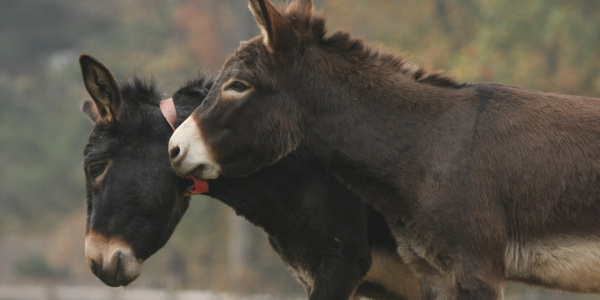 Obama playing with Gino at Italy sanctuary