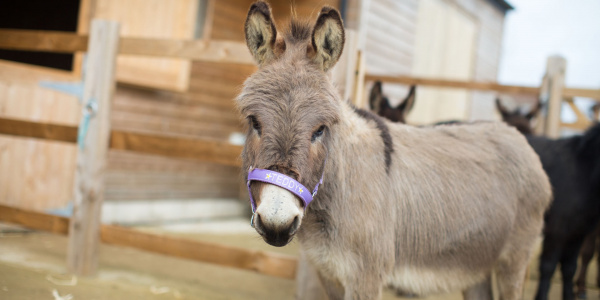 Miniature donkey Teddy