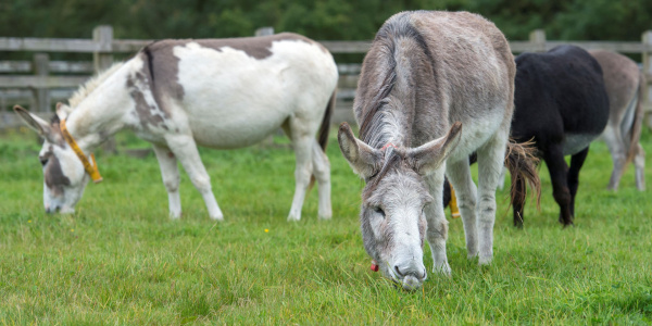 Group of donkeys grazing