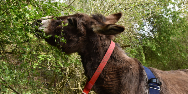 Donkey testing POLAR tracking