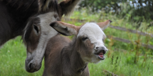 Sweet Pea royal foal neighing