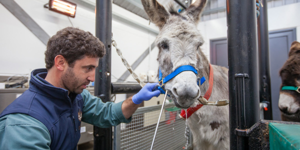 Equine dentist rasping teeth at Brookfield