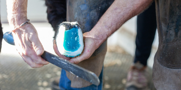 Farrier rasping foot