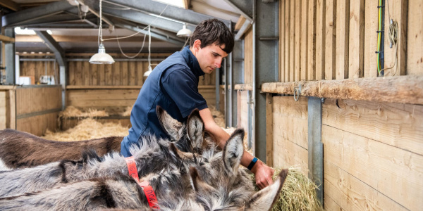 Groom filling hay troughs