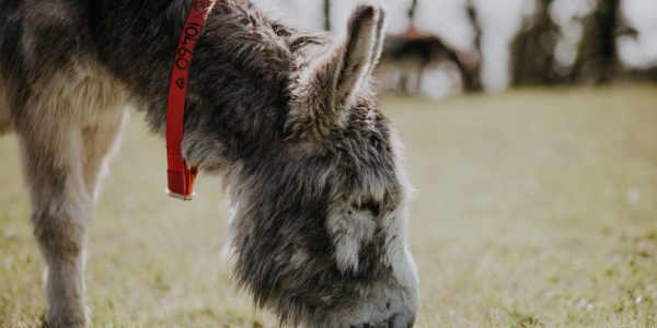 Ashley grazing in field