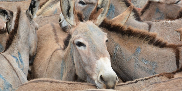 Donkeys in pen waiting slaughter