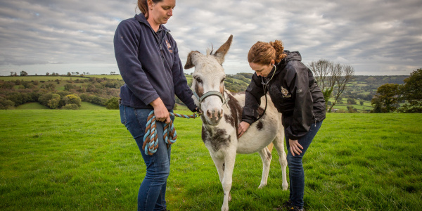 Vet check in field