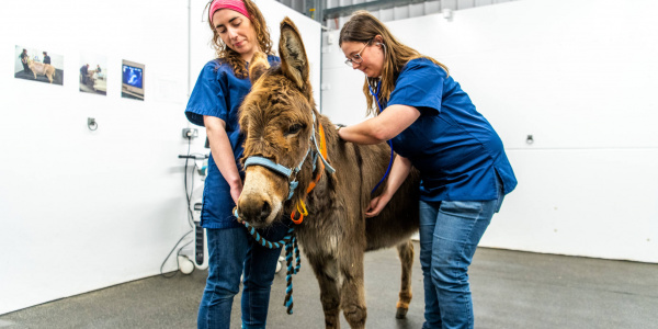 Vets give a donkey a check-up at our donkey hospital