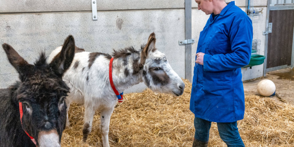 Curious donkeys at the Rehoming Unit