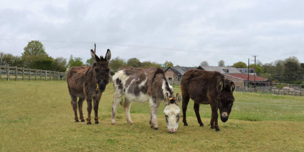 Miniature donkeys - Brandy, Twiggy and Gem