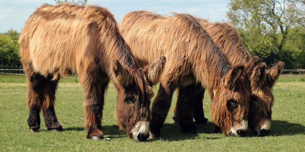 Poitou donkeys