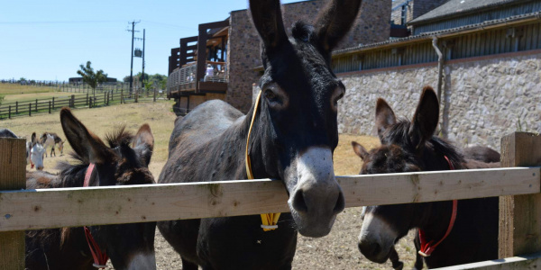 Ruby and her donkey friends