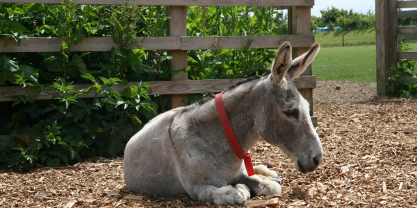 Clipped donkey