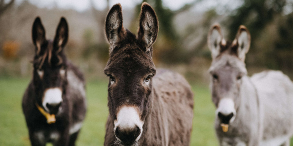 Three donkeys in a field