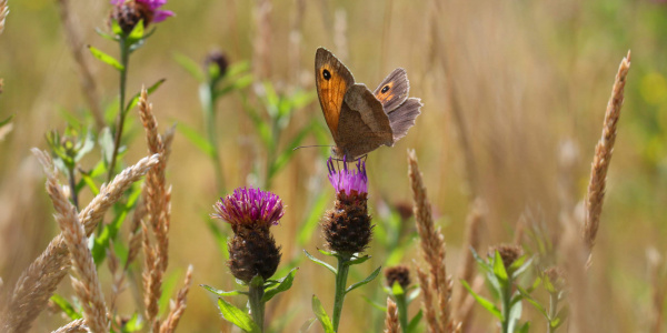 Butterfly on thistle in meadow